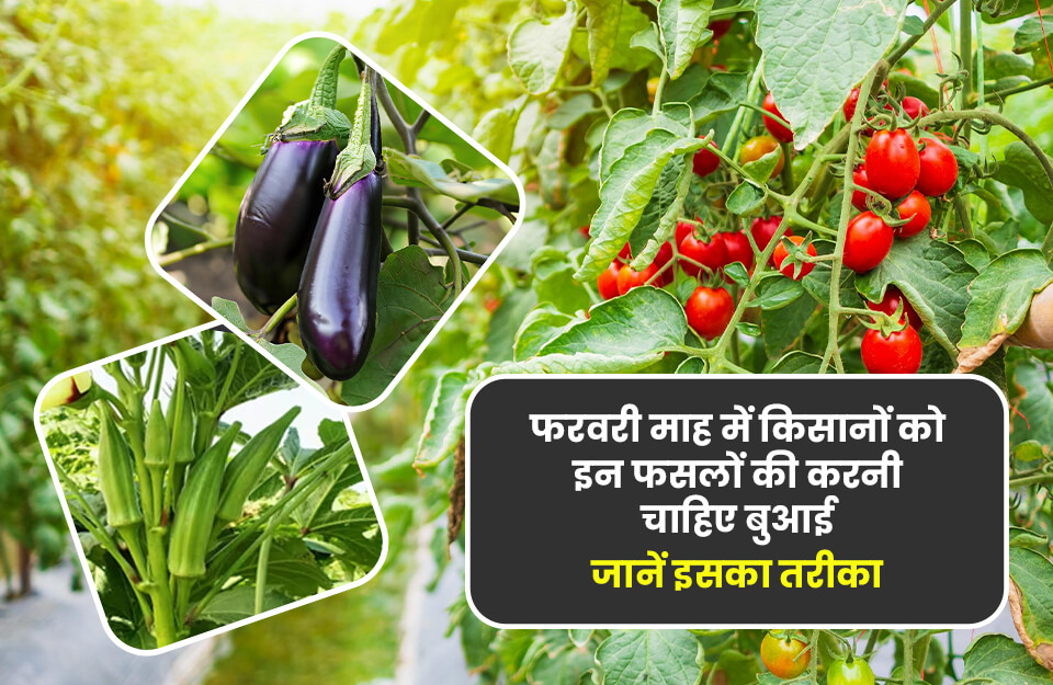 फरवरी-में-किसानों-को-करनी-चाहिए-इन-फसलों-की-बुवाई